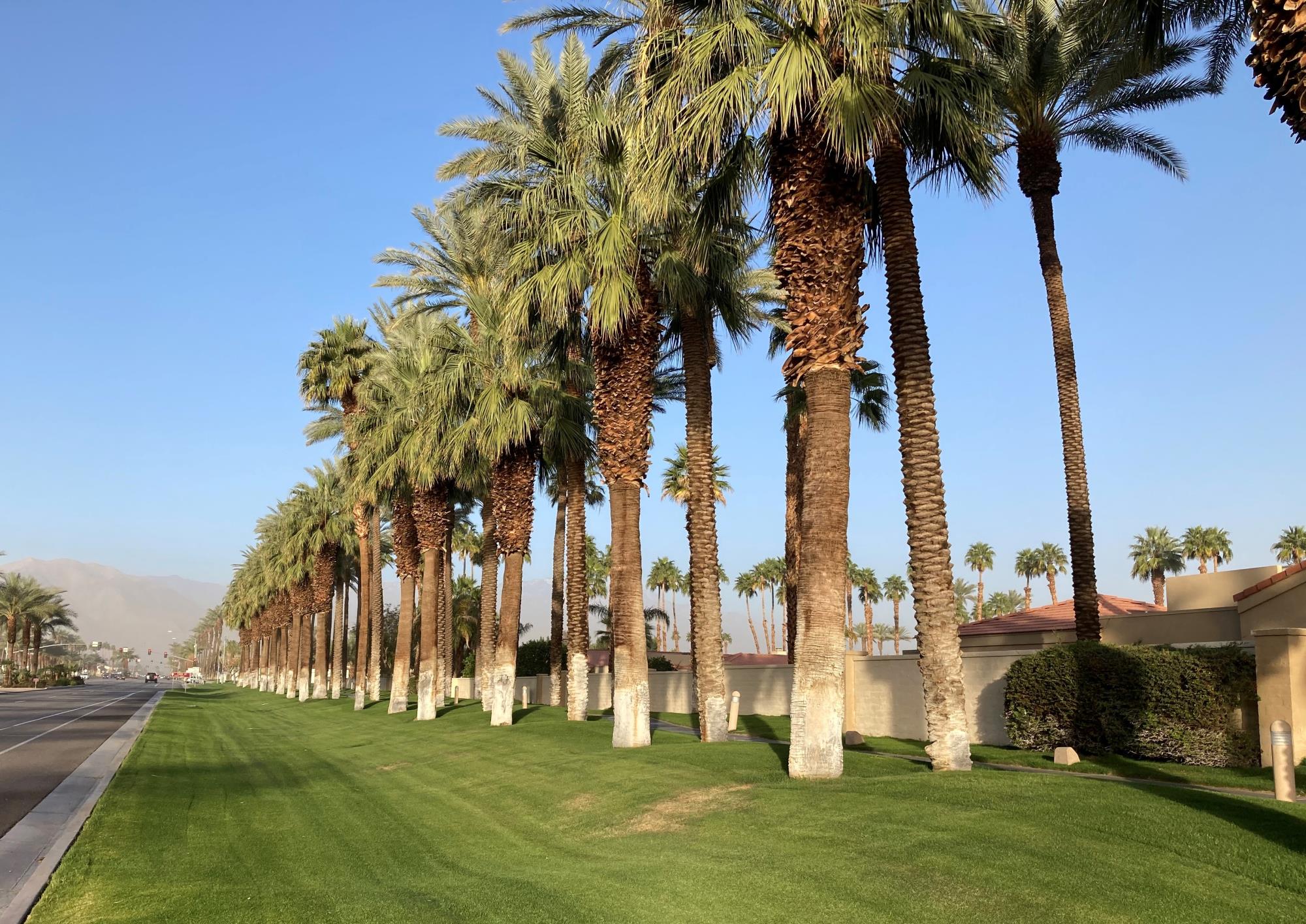 Palm Tree Row Landscape